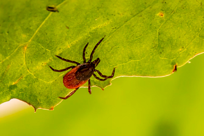 В Самарской области клещи покусали 1615 человек