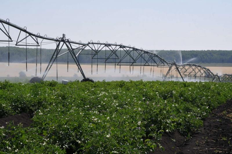 В Самарской области реализуется уникальный проект по выведению новых сортов картофеля