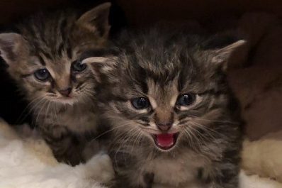 В Новокуйбышевске новорождённых котят выкинули на мусорку