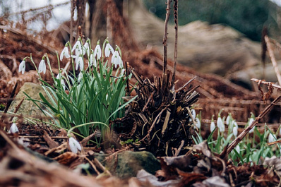 В Самарскую области пришла аномальная весна