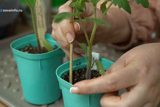 Весенние работы. Дачные сезоны