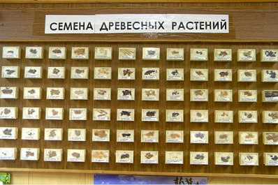 В Самарской области для восстановления лесов на 2022 год заготовили более 5 тонн семян 