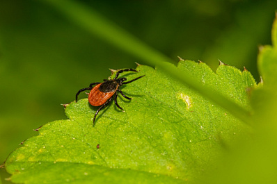В Самарской области от укусов клещей пострадали 3104 человека