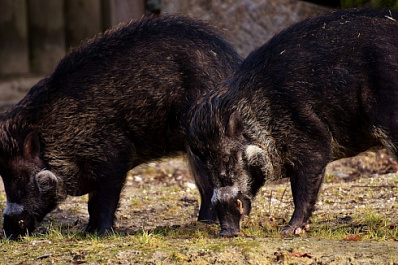В Самарской области призвали отстреливать диких кабанов