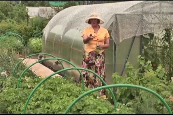 Дачные советы 27.06.2013 