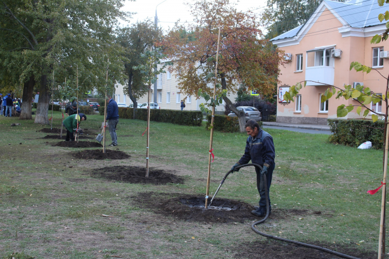 В Тольятти высадили 25 лип и декоративных яблонь