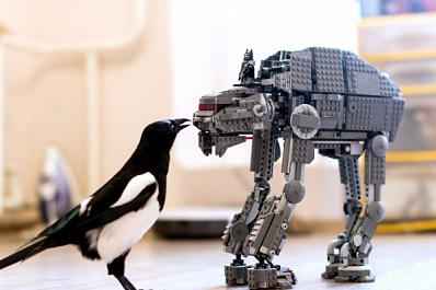 Сорока по имени Винч. Как дикая птица поселилась в квартире и стала YouTube-звездой.