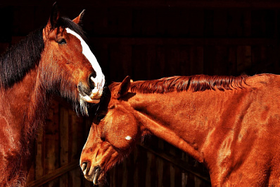 "Из Тольятти в Жигули": в Самарской области состоится пятый зимний пресс-тур проекта "Поехали!"   