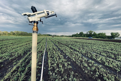 В Кинельском районе начинающий фермер занялся производством чеснока 