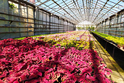 В Самаре появится "космический" цветок в честь юбилея полета человека на орбиту