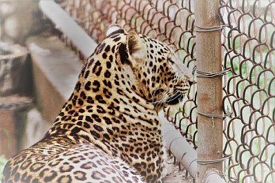 Россельхознадзор будет следить за обращением с животными в зоопарках и цирках