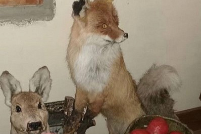 В Самарской области женщина украла чучело лисы и два самовара