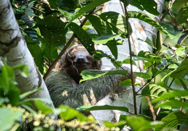 В российском зоопарке родился двупалый ленивец