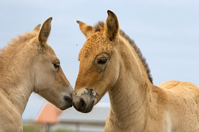 Самарцам предлагают выбрать имена для жеребят лошадей Пржевальского