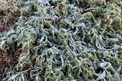 В Самарской области ночью 16 мая ожидаются заморозки до -2 градусов