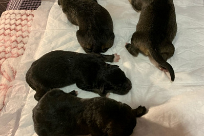 В Самаре люди выкинули новорожденных щенков на мусорку