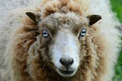 Веселые бараны: жители Сызрани жалуются на стадо в неожиданном месте