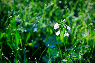 Синоптики рассказали, какой будет погода в Самарской области на выходных