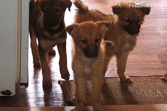 Новости Губернии от 15.05.2018