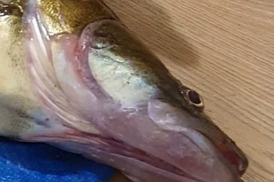 Судака размером со "льва" поймал рыбак из Самары