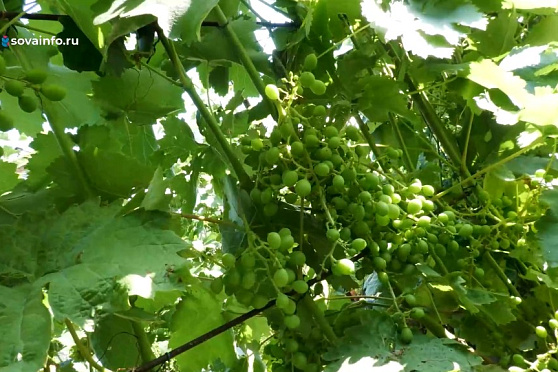 Виноградник и жара. Удачные заметки