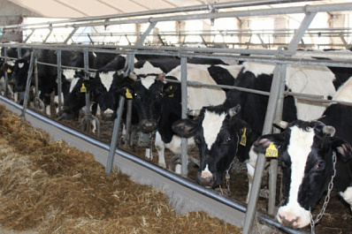 Метод Теняевой: как загнивающий колхоз стал успешным агропредприятием