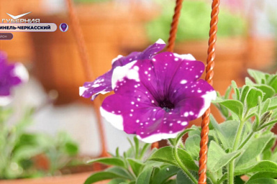 Огурцы, земляника и цветы: как тепличники заботятся о своих культурах