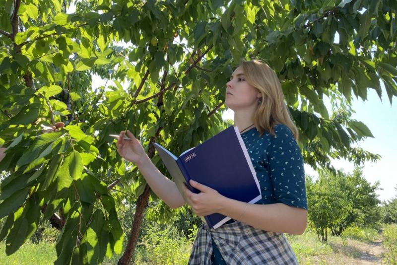 Ультразвук и туман помогут самарским ученым повысить приживаемость черешни и абрикосов в Среднем Поволжье