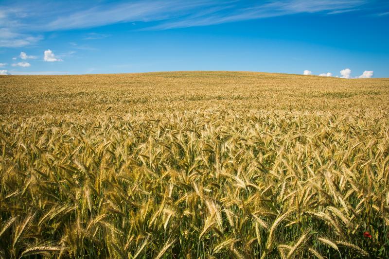 "Агро-wiki" для новичков и не только: в России создают первую открытую Википедию сельского хозяйства