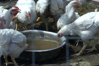 Благодаря соцконтракту семья в Кинельском районе стала обладателем 100 цыплят-бройлеров