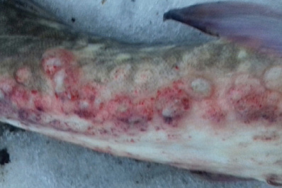 Сибиряк поймал рыбу с волдырями и кровоподтёками