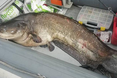 Самарец поймал на квок 60-килограммового сома