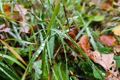 В Самарской области 27 октября будет лить дождь