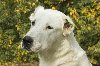 Его отправили на смерть: в Отрадном зоозащитники спасают белого алабая
