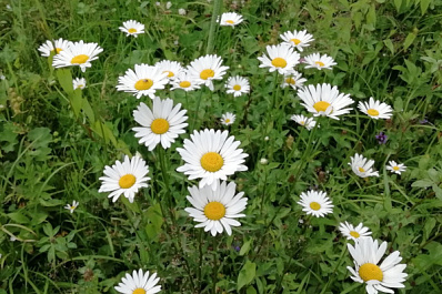 В Самарской области откроют экологический парк для детей