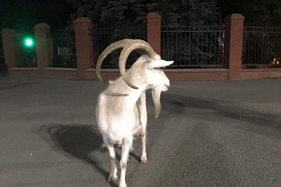 По центру Сызрани бегает приветливая белая коза