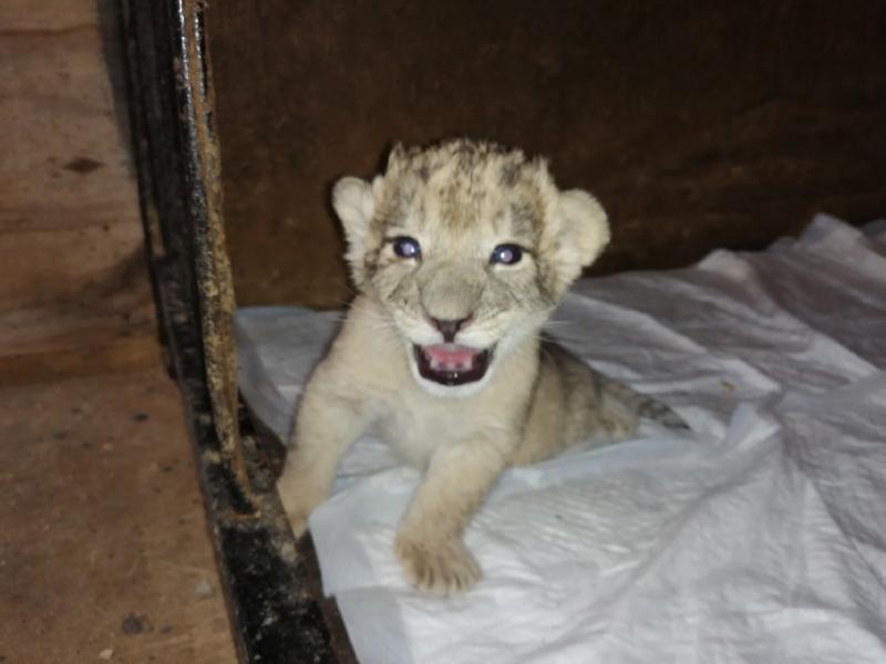Львица Самара родила четырех малышей в уфимском зоопарке