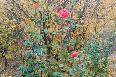 "Вымахали вот так": самарцы похвастались розами-гигантами со своих участков