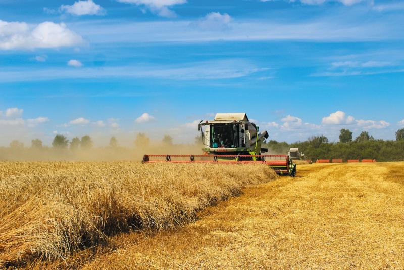 Поле с конем: как в Самарской области выращивают пшеницу и разводят лошадей