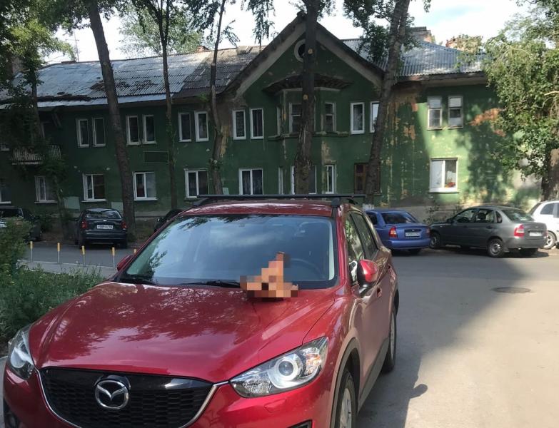 В Самаре неизвестные оставляют на капотах машин свиные головы