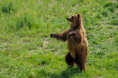 В Алтайском заповеднике успешно перезимовал медвежонок-сирота