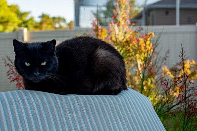 Редко свистят и не выносят вечером мусор: самарцы попали в рейтинг самых суеверных жителей страны