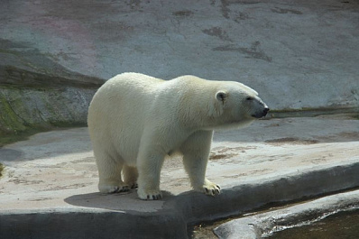 Без воды и ухода: стало известно о нарушениях при содержании белых медведей в оренбургском цирке