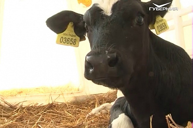 Животноводы Самарской области могут получить дополнительные субсидии на развитие хозяйства