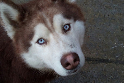 Тольяттинцев приглашают на выставку кошек и собак, ищущих дом