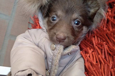 Зверски убил щенка, облив кипятком: жителя Самары обвиняют в жутком преступлении