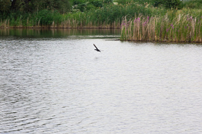 В теплых водоемах люди могут подхватить опасное заболевание