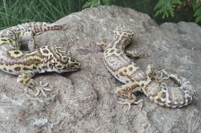 В Самарском зоопарке появилось первое потомство леопардовых гекконов