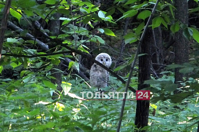 Испуганный, но очень милый: малыш-совенок из Тольятти покорил пользователей