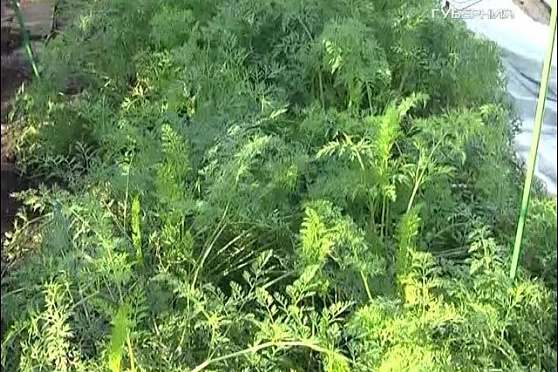 Дачные советы 08.09.2016. Выбор саженцев. Посадка деревьев. Выбор теплицы